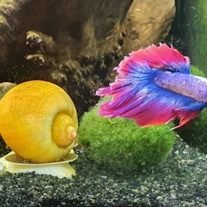 Betta and apple snail