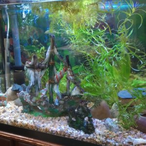 Male guppies and platys