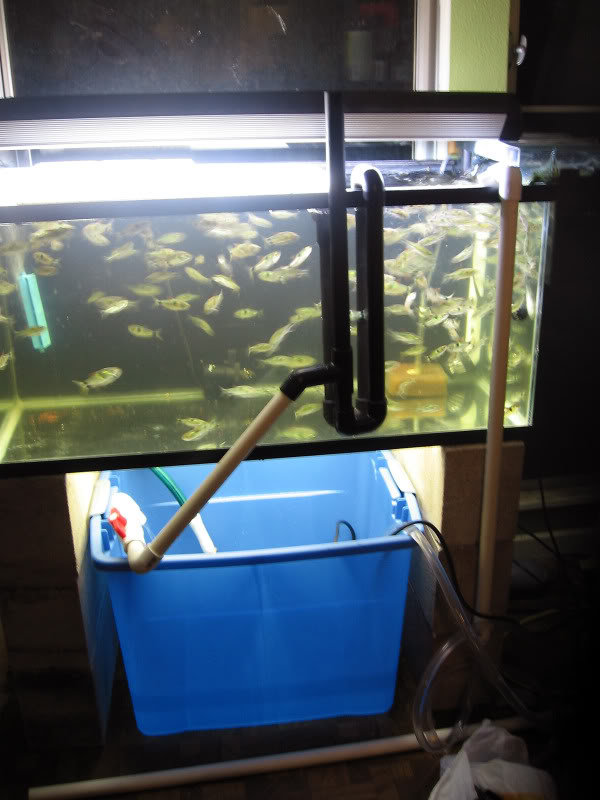 DIY wet/dry trickle filter - Aquarium Advice - Aquarium Forum Community