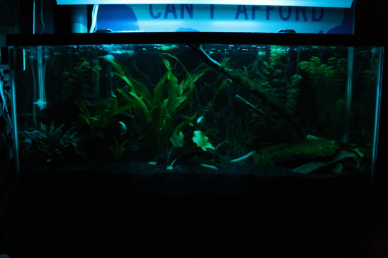 aquarium moonlight