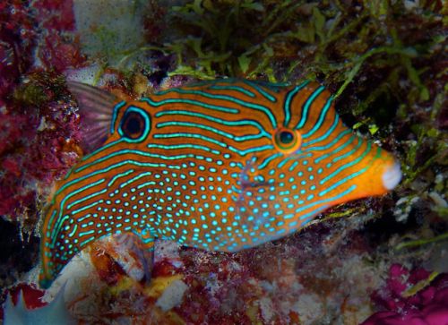 what is your favorite reef fish - Page 2 - Aquarium Advice - Aquarium Forum  Community