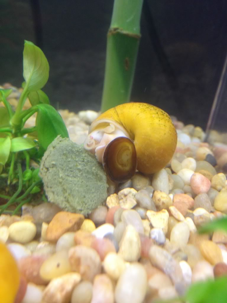 algae wafers for mystery snails