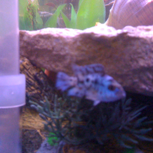 A quick shot of electric bleu jack dempsey