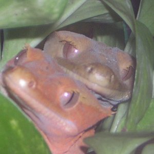 These are my Eyelash Crested Geckos.  (One flame coloration, one regular) I thought this was an adorable picture!