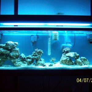 50 gal tank w/50# rock and 60# live sand