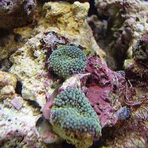 green ricordia coral med