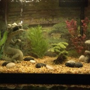 My Fishless Tank