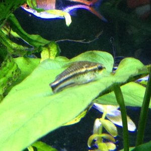 Pygmy Cory with missing tail, is the Betta to blame?