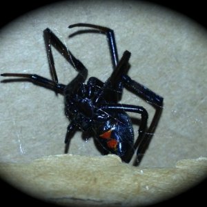 Mature female Western Black Widow Spider, Latrodectus hesperus, came crawling out of a hand hold of a cardboard box, just as my hand came out.