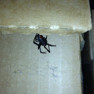 Mature female Western Black Widow Spider, Latrodectus hesperus