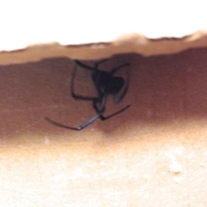 Mature female Western Black Widow Spider, Latrodectus hesperus