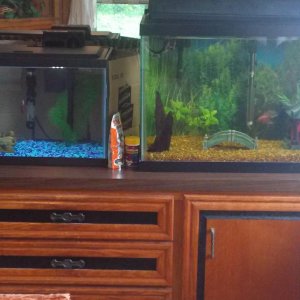 Samurai and D.W.'s tanks. There's cardboard between them. 

D.W. has a 10g and Samurai and 20g tall cause he has other fish with him.