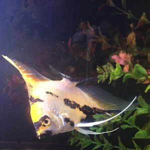 My male angelfish