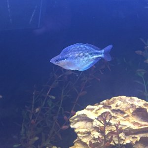 My male rainbow fish