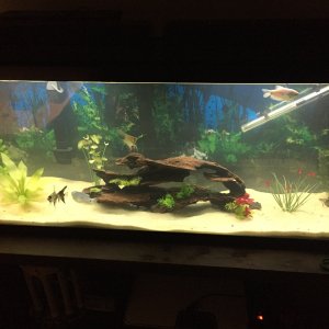 Tah DAH!  Project complete: 5/17/2016.  Angels, gouramis, and the pleco with a brand new sand-bottomed tank.