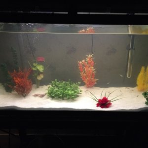 Planted 38 with Neons, Tetras, and Betta
