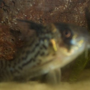 Corydoras Surinamensis