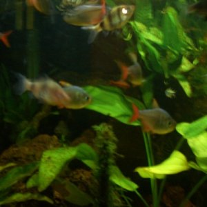 The shoals got Black Ruby Barbs, Columbian Tetras and four Congo Tetras