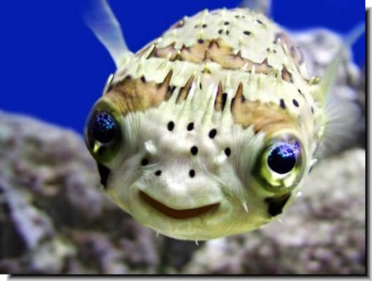 Has any one had a porcupine puffer fish? - Aquarium Advice - Aquarium Forum  Community