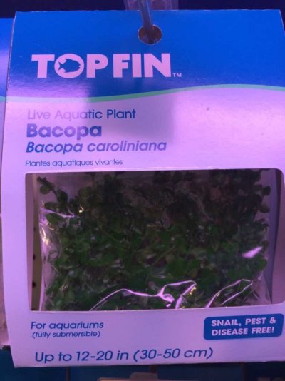 Bacopa Caroliniana Aquarium Advice Aquarium Forum Community