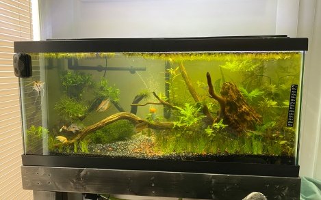 First Planted tank finished! - Aquarium Advice - Aquarium Forum Community