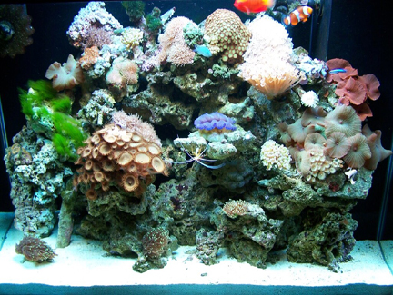 10 month old 50gal. reef tank.