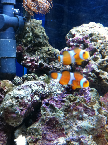 2 1/2 weeks later just bought the first fish a pair of clown fish..