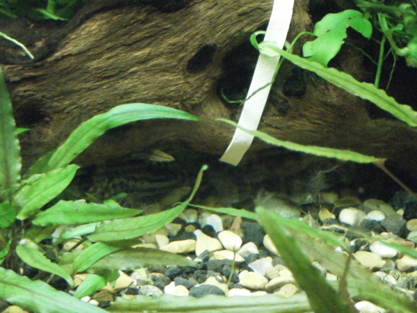 2-20-12 Cories hiding under drift wood.