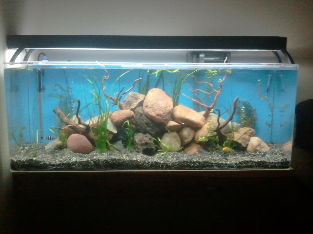 60 gall acrylic, all cichlids, 2 elec. Yellows, 3 firemouths, 1 frontosa, peacock bass, the peacock is 3 in, the rest are between 1.5 and 2 in