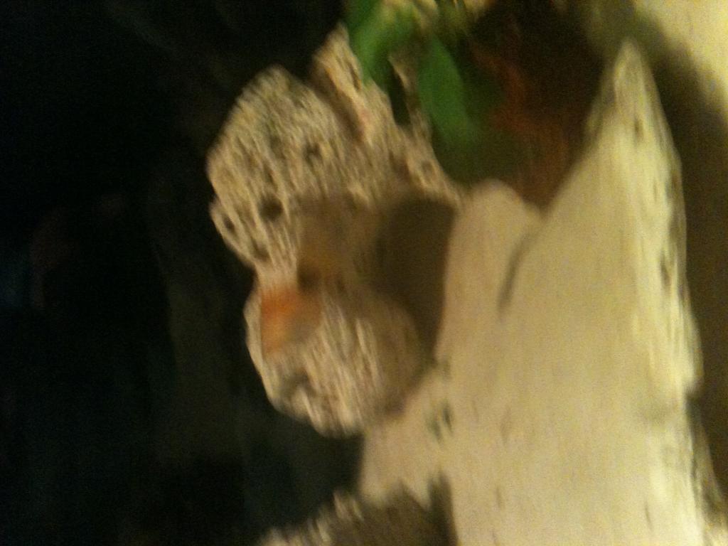a pic of my platy.  i don`t know if she is pregnat