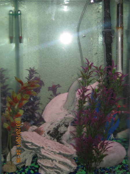 a side shot of the tank