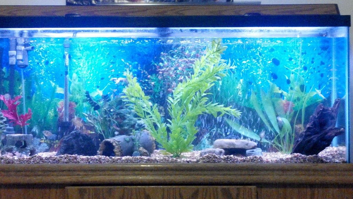 a wide shot of the new aquscape in our 55