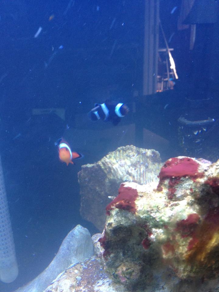 Black Clown Fish
