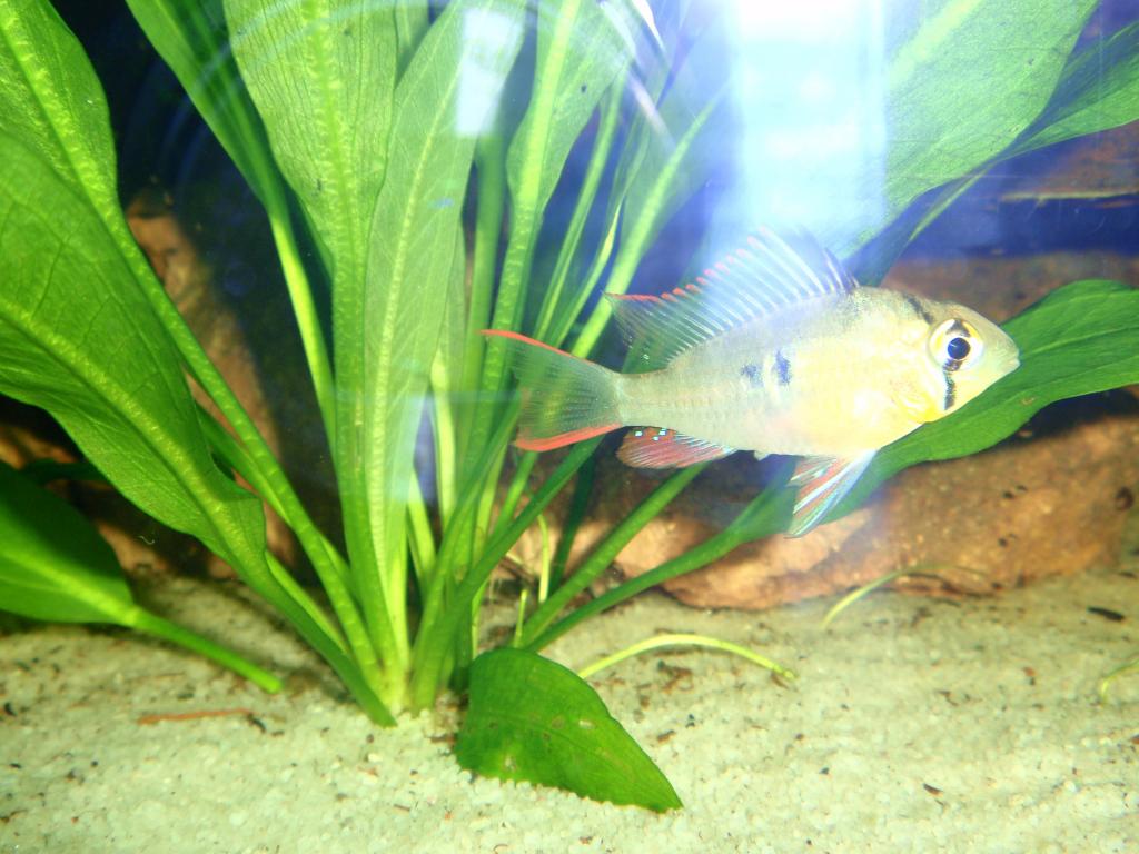 Bolivian Ram