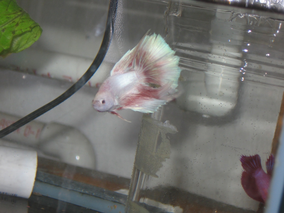 Bubblegum Betta