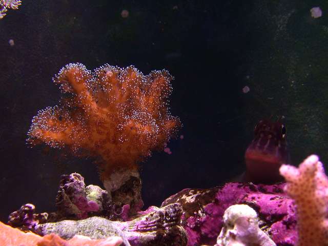 Check out the other pic of this coral in my gallery to get an idea of growth. Probably doubled in a few months time.