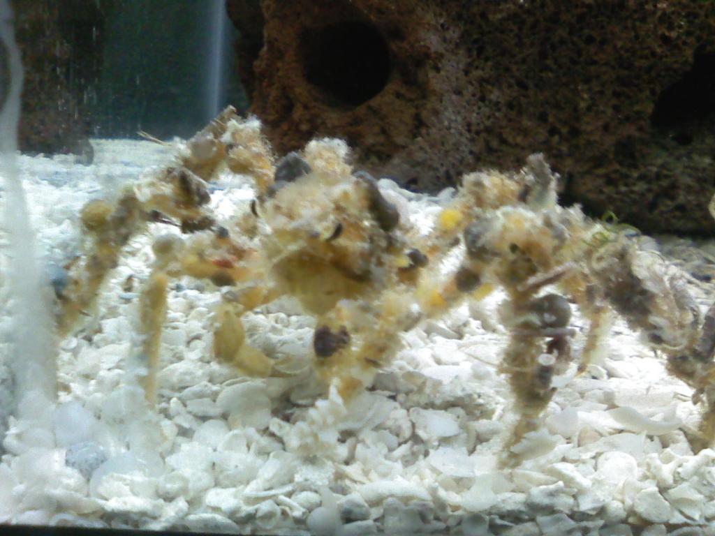 close up mf spider decorator crab
