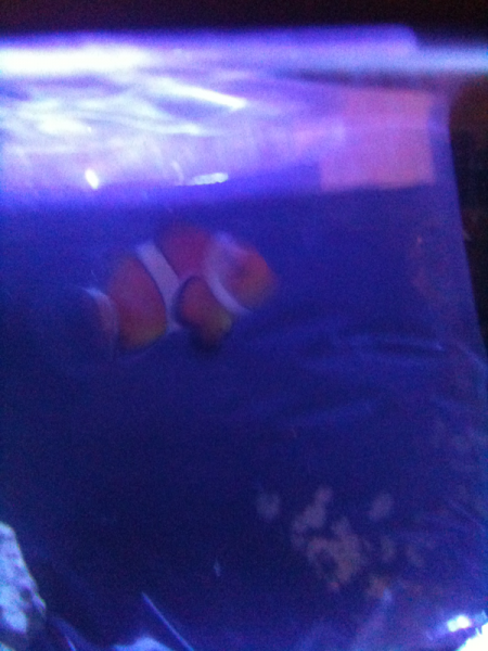 First fishy. Occelaris Clownfish!