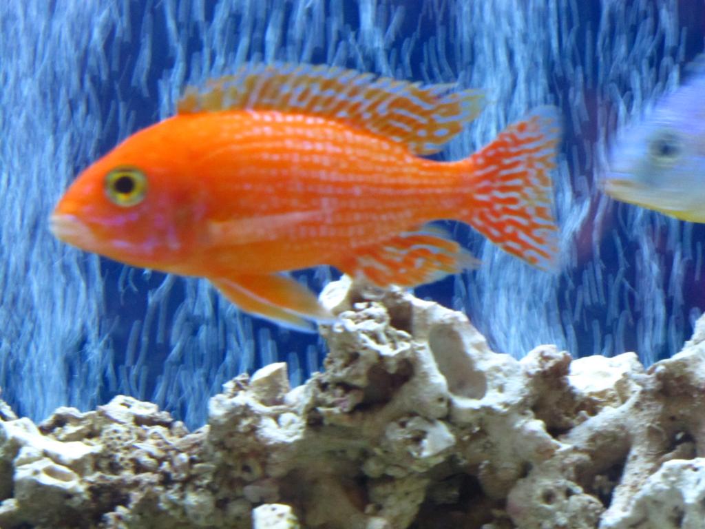 fish tank 051