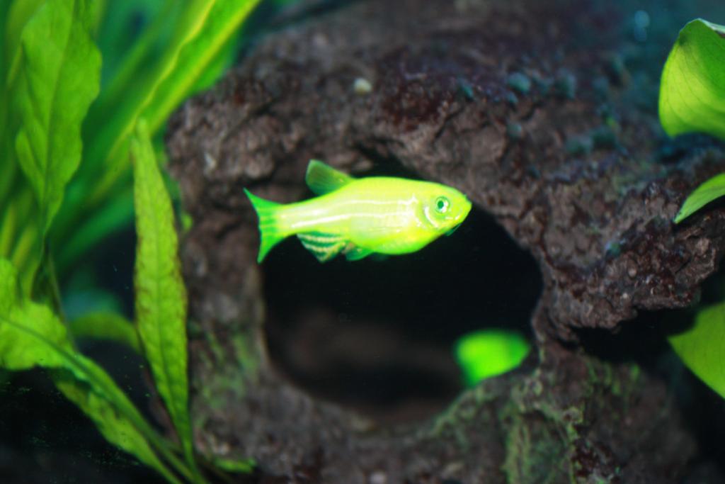 glofish green