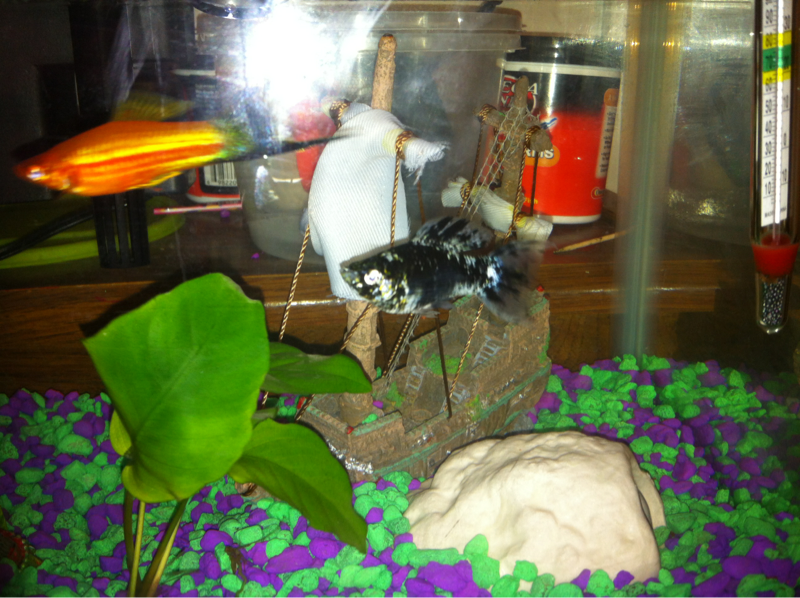 Here they are swampy(Molly) and bojangles(swordtail)
They have matured some. And are getting bigger