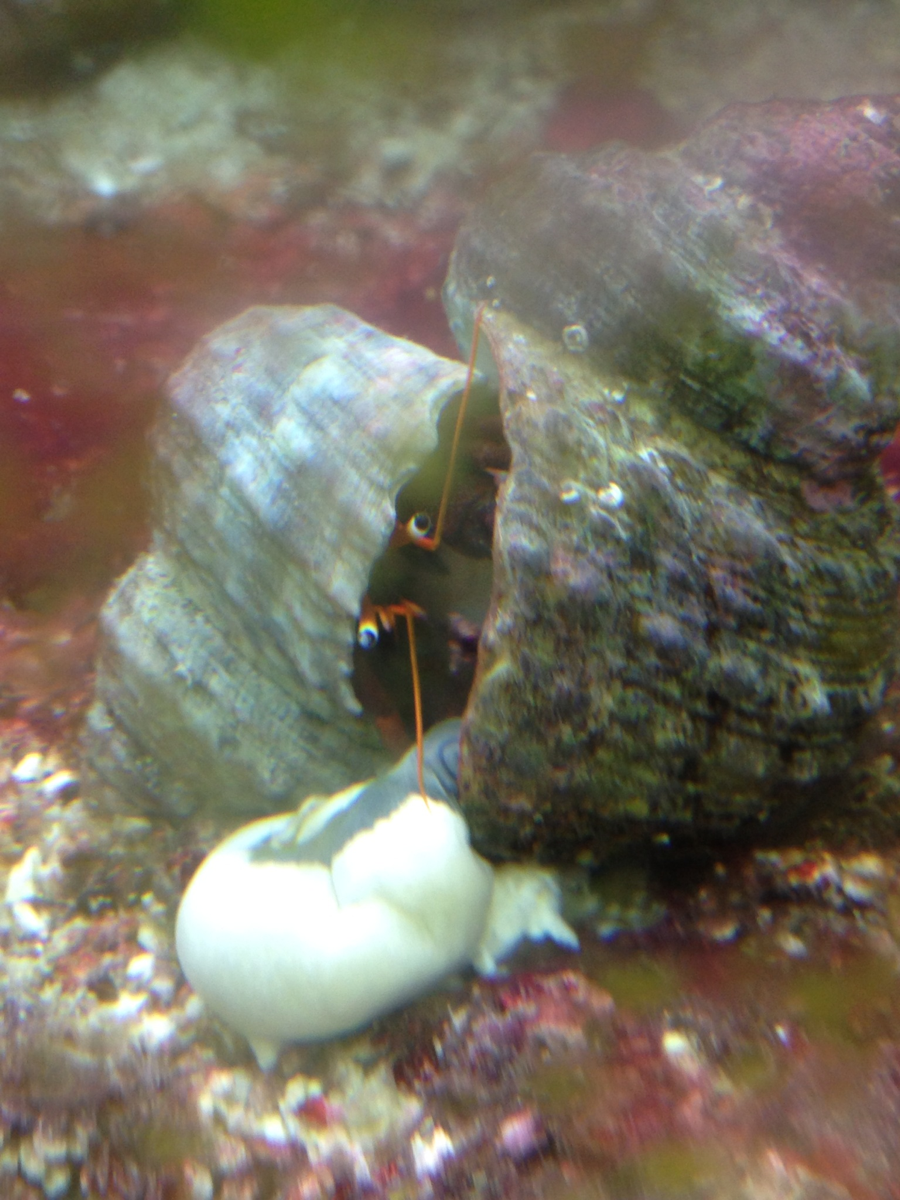 Hermit crab eating my snail :(