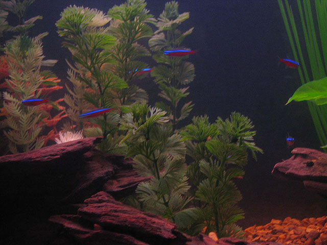 I have a school of a dozen Cardinal Tetras in my tank.  One of my favorite tropical species of all-time.