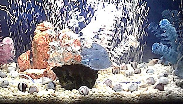 I have pieces of  coloed marble and Sea glass shaped fish and glued them on there like swimm motions.. I love it! Tha glass colored stones in the bott