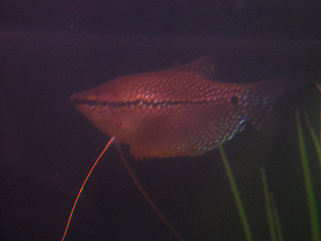 I started with two female Pearl Gouramis, but this one was quickly picked on by her fellow Pearl.  She healed up quickly once I returned the other Pea