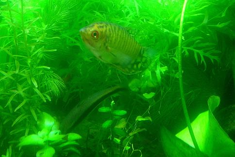 I thought this was a cool erie shot of my Gold Gourami and SAE