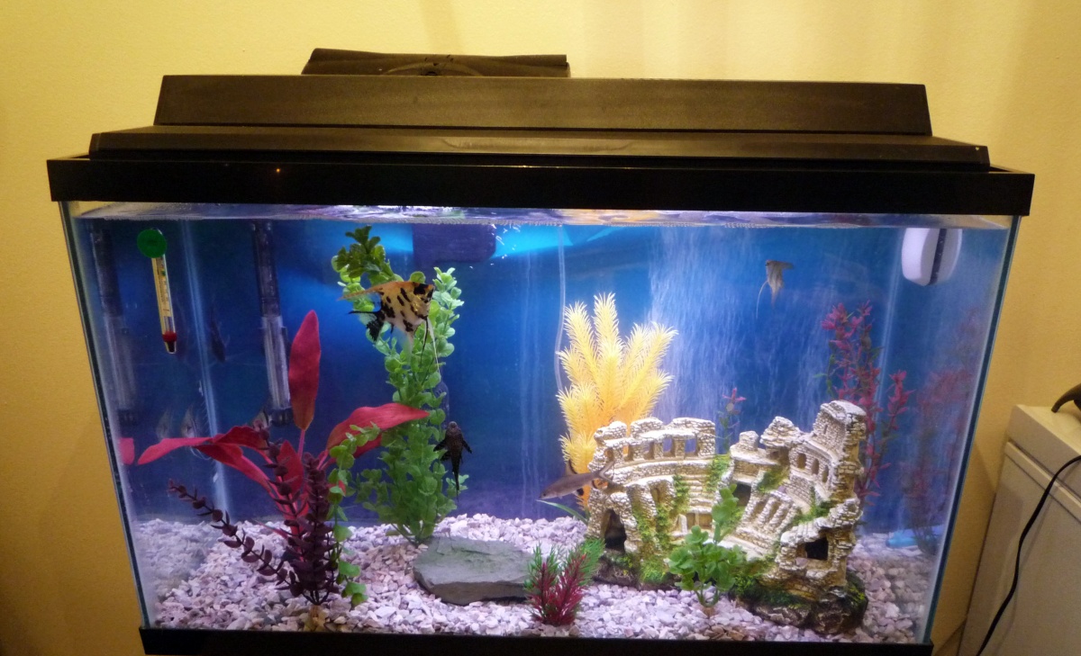 In the far upper left corner is the catfish. Then the three tiger striped angels are seen, my koi angel, the common pleco up front and the bala shark 