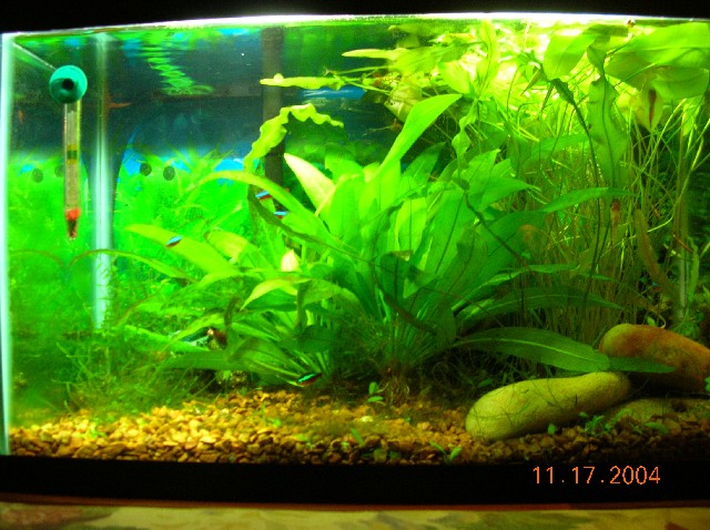 It has 6 cardinal tetras, 2 male guppies, and 2 ottos. Perfectly stocked!