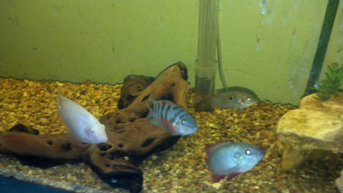 Jewel Cichlid recently passed away.

Left to Right:
Male Pink Convict
Female Black Convict
Jack Dempsey
 & 
And in the bottom right corner is the Jewe