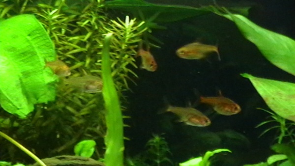 june 8, 2011..got my new additions today...6 ember tetras. now my female gourami is not alone...from SM and HN1.